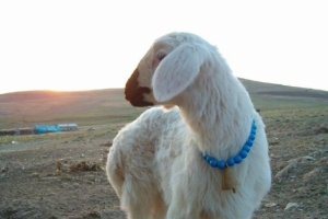 Köyümüzden Görüntüler